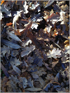 oak patterns